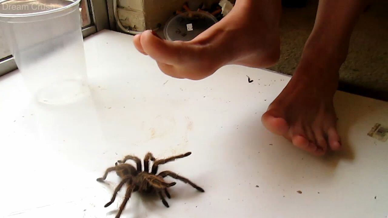 Tarantulas